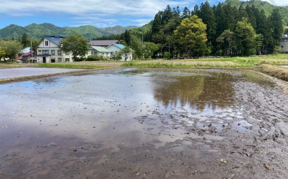 田植え実習