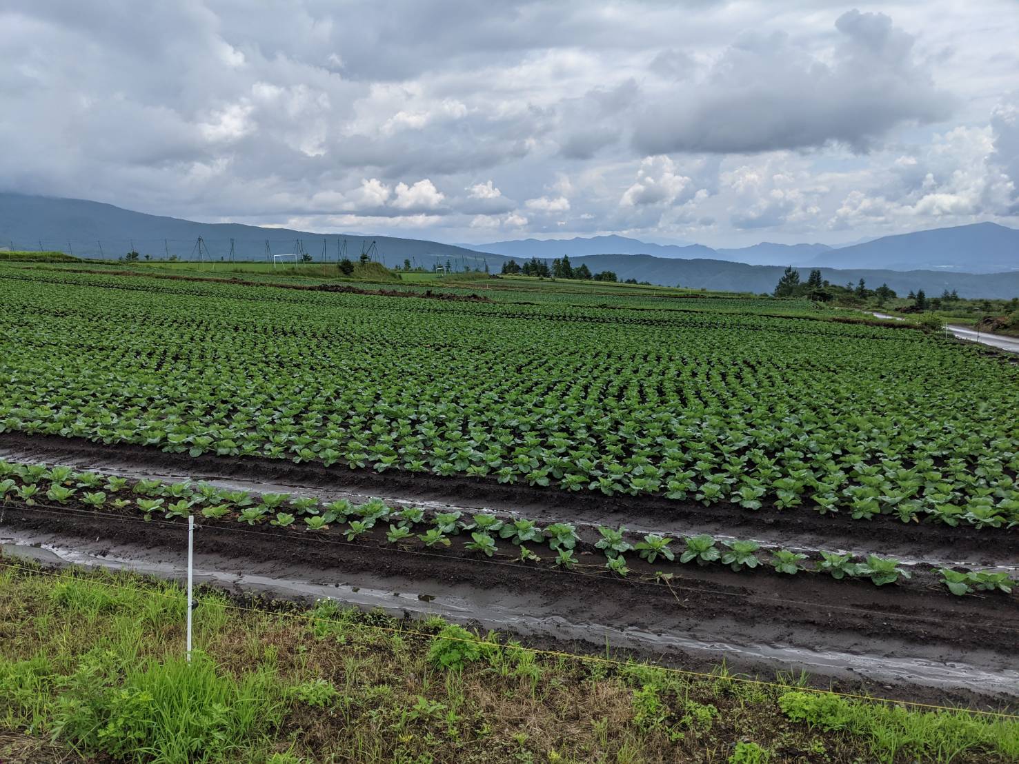 サマーキャンプ（ジュニア）