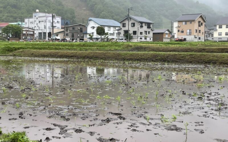 田植え実習