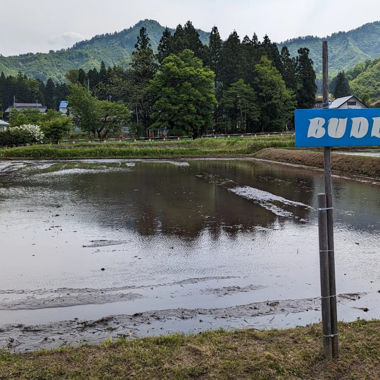 田植え実習　2023